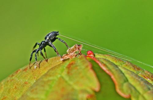 Réf. 352 394 : Zelotinae inconnu